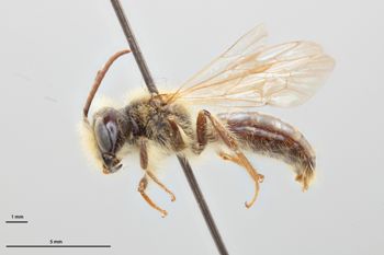 Media type: image;   Entomology 770265 Aspect: habitus lateral view